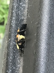 Nicrophorus tomentosus