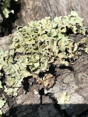 Flavopunctelia praesignis