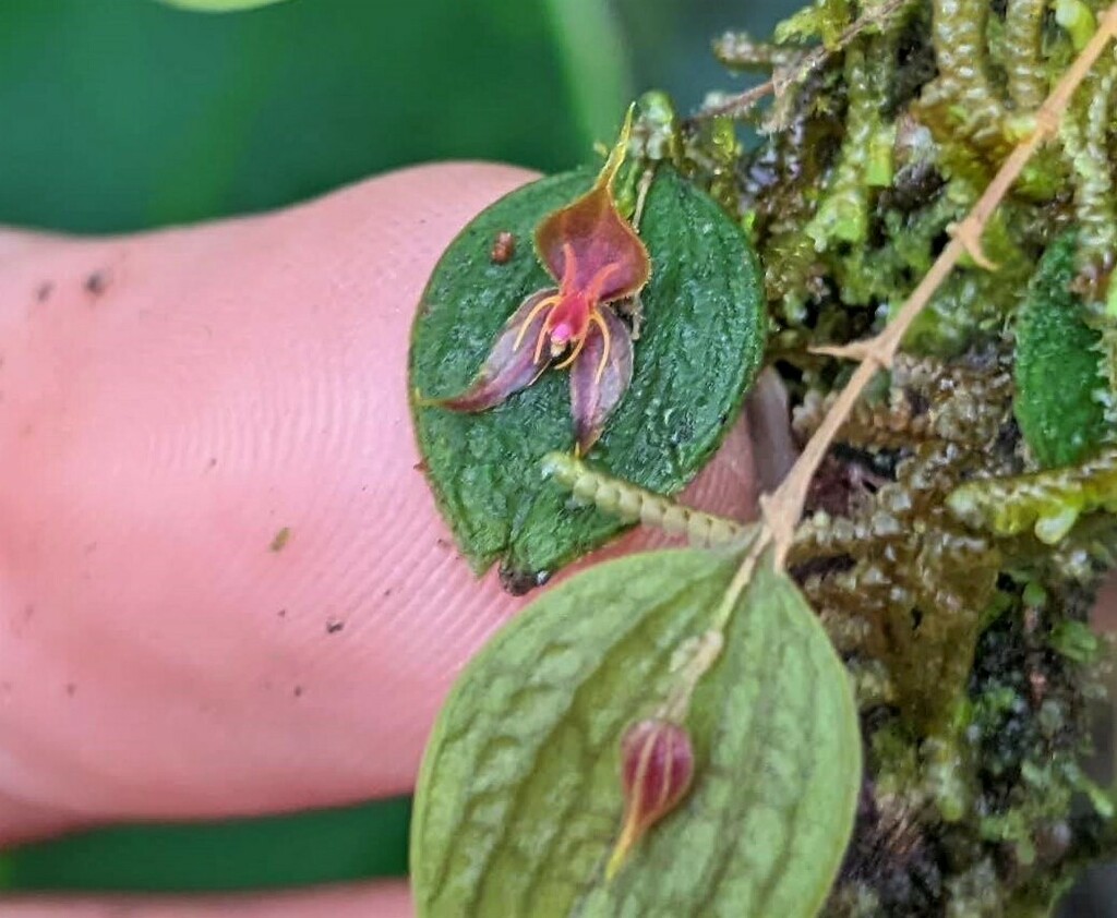 Lepanthes hexapus