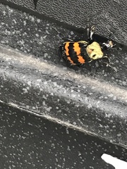 Nicrophorus tomentosus