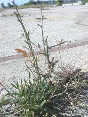 Cichorium intybus