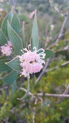 Hakea neurophylla