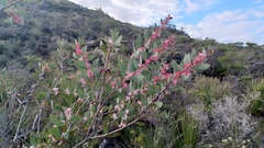 Hakea neurophylla