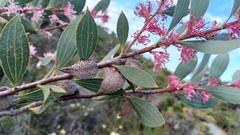 Hakea neurophylla