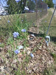 Cichorium intybus