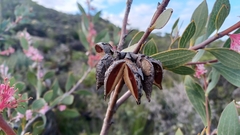 Hakea neurophylla