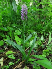 Dactylorhiza sibirica
