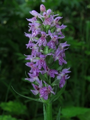 Dactylorhiza sibirica
