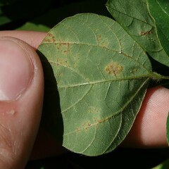 Synchytrium decipiens