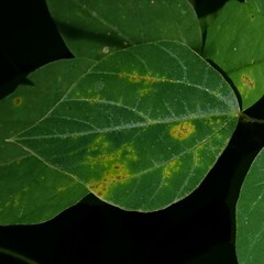 Synchytrium decipiens