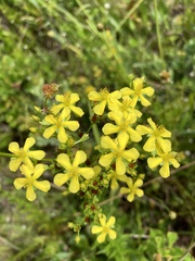 Hypericum cistifolium