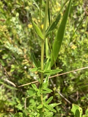 Hypericum cistifolium