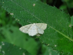 Scopula ternata