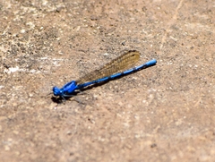 Argia elongata