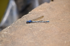 Argia elongata