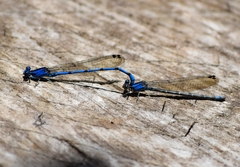 Argia elongata