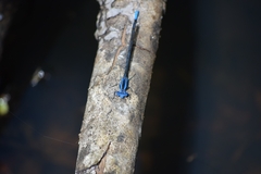 Argia elongata