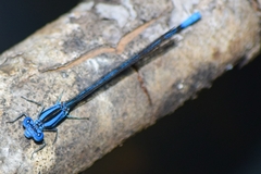 Argia elongata