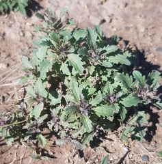 Dracocephalum foetidum