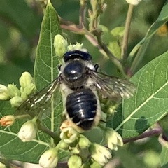 Megachile frigida