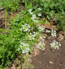 Sphallerocarpus gracilis