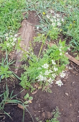 Sphallerocarpus gracilis