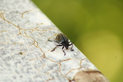 Cypherotylus californicus