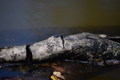 Argia elongata