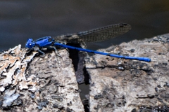 Argia elongata