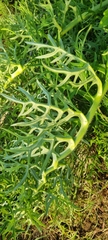 Psacalium cirsiifolium