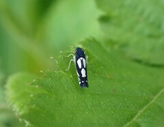 Microgoniella