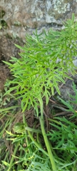 Psacalium cirsiifolium