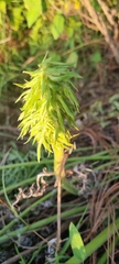 Psacalium cirsiifolium
