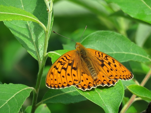 Argynnis xipe