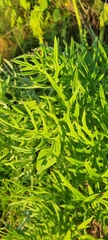 Psacalium cirsiifolium