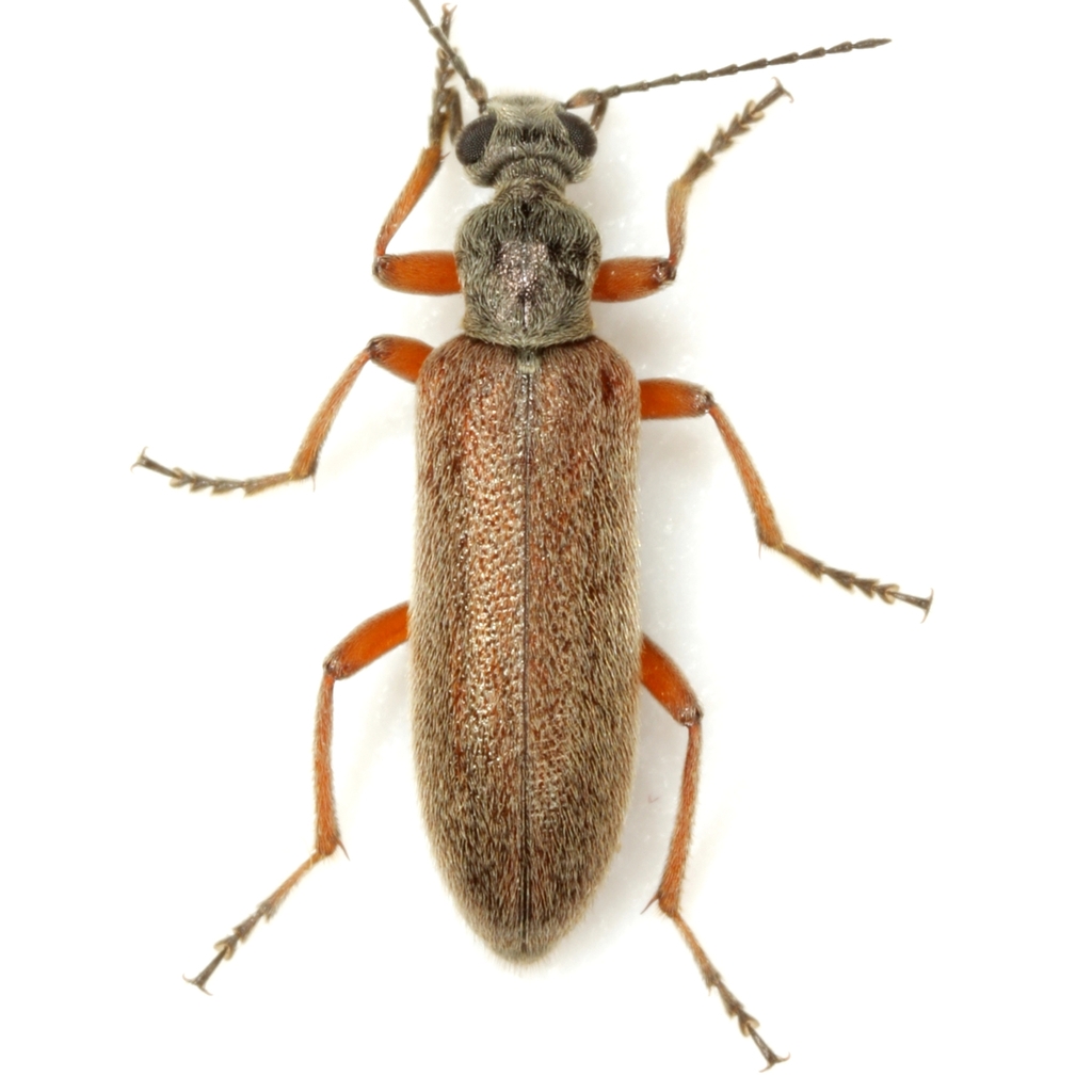 Stereopalpus vestitus