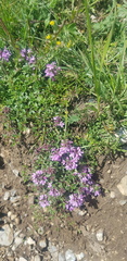 Thymus baicalensis