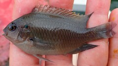 Pomacentrus cheraphilus