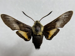 Proserpinus flavofasciata