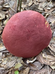 Boletus carminiporus