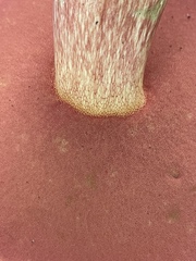 Boletus carminiporus