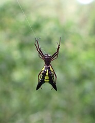 Micrathena pichincha