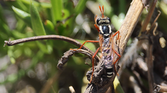 Mitrodetus dentitarsis