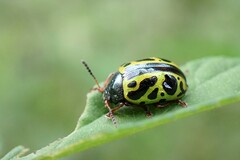 Calligrapha fulvipes