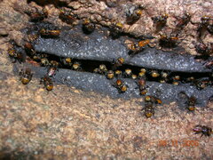 Oxytrigona tataira