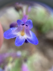Penstemon pseudoparvus