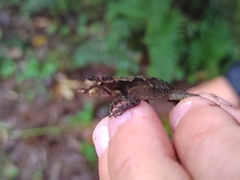 Anolis humilis