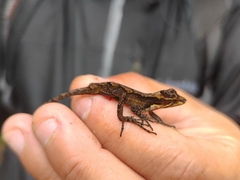 Anolis humilis