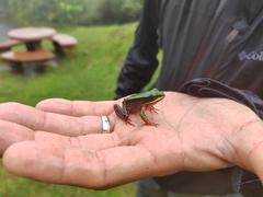 Lithobates vibicarius