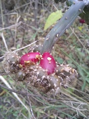Opuntia salmiana